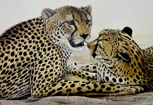 Richard Evans Younger Print Cheetahs 1972 Wildlife Antique NEW MINT - Picture 1 of 13