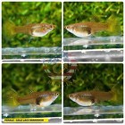 x2 Female  - Live Aquarium Guppy Fish High Quality - Gold Lace Snake Skin