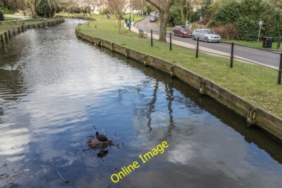 Foto 12x8 Coot baut sein Nest, New River Loop, Enfield Enfield\/TQ3396 c2014