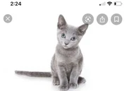 Russian Blue Kitten In Canberra Region Act Cats Kittens