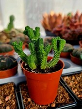 Crassula Pyramidalis |  easy-care mini succulent plant 