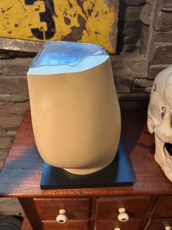 Vintage Medical Anatomical Knee Model Merck - Indocin