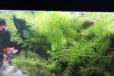 BUY 2 GET 1 FREE Hornwort (Ceratophyllum) Live Aquarium Pond Plant Planted Tank