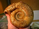 1.34lbs 5.3x4.5x1.6inchs LARGE FOSSIL AMMONITE BIG HUGE MADAGASCAR #126 — photo 2