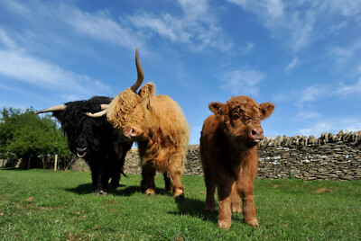 Highland Cow Peak District Kunstwerk Druck Poster - A3 HD - KOSTENLOSER VERSAND AM NÄCHSTEN TAG