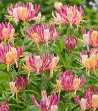 Honeysuckle American Beauty Climbing Plant Shrub Lonicera Hardy Scented Fragrant