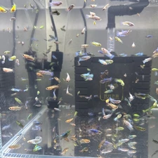 5 Random Pick Live Betta Fish Fry “Red Gold Galaxy, Hulk, Sky Blue”