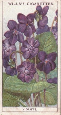 WILLS'S CIGARETTES TOBACCO CARD - GARDEN FLOWERS - VIOLETS