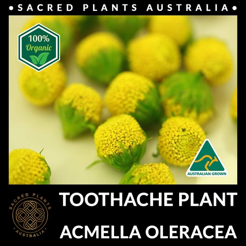 BUZZ BUTTONS 30 Seeds | Acmella Oleracea Medicinal Toothache Plant Rare Exotic - Picture 7 of 10