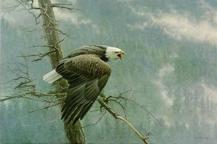 Robert Bateman - Air, Forest and Watch - Bald Eagle - Good