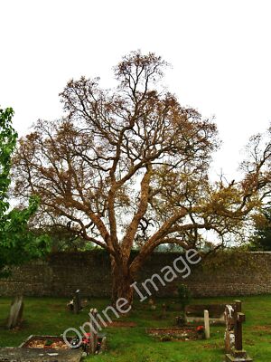 Photo 12x8 Cork Oak Tree Slindon/SU9608 Cork Oak Tree in the grounds of S c2010