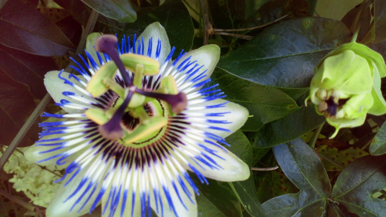 Graines de Fleur de la Passion pour cacher un vis-à-vis : 40 semences de Passiflore grimpante