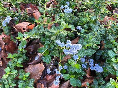 Organic Live California USA Lilac (Ceanothus Horizontalis) 15+ Cuttings