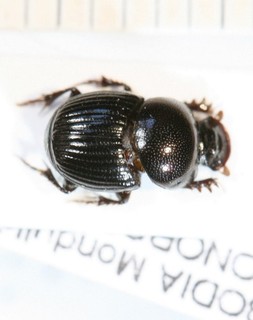 Geotrupidae Cambodia II