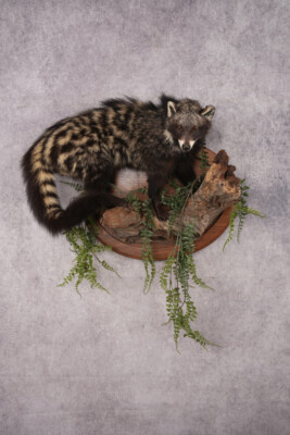 African Civet Cat Taxidermy Mount SKU 2953