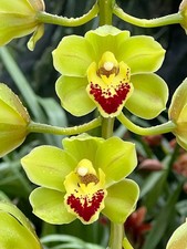 Cymbidium Lillian Fujimoto  Irish Lass  . S/CSA, AM/AOS  1 Gallon Pot