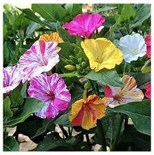 80 Broken Colors Four OClock Seeds, Tender Perennial, Reseeds Easily, Flower