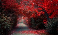 Landscape path trees red fall selective coloring Custom Gaming Mat Desk