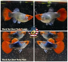 1 TRIO - Live Aquarium Guppy Fish High Quality - Black Koi Short Body