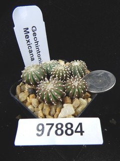 Geohintonia mexicana 6 Rare Seedlings Live Cactus Cacti Succulent Plant 97884