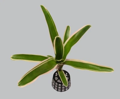 FLORARI Neoregelia schultesiana variegata - Zimmerpflanze Tillandsien ECHT Bromelie