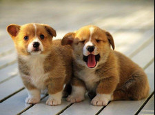 1/2 PCS Double-layer Hair Bows Clips Accessories Girl Headb  