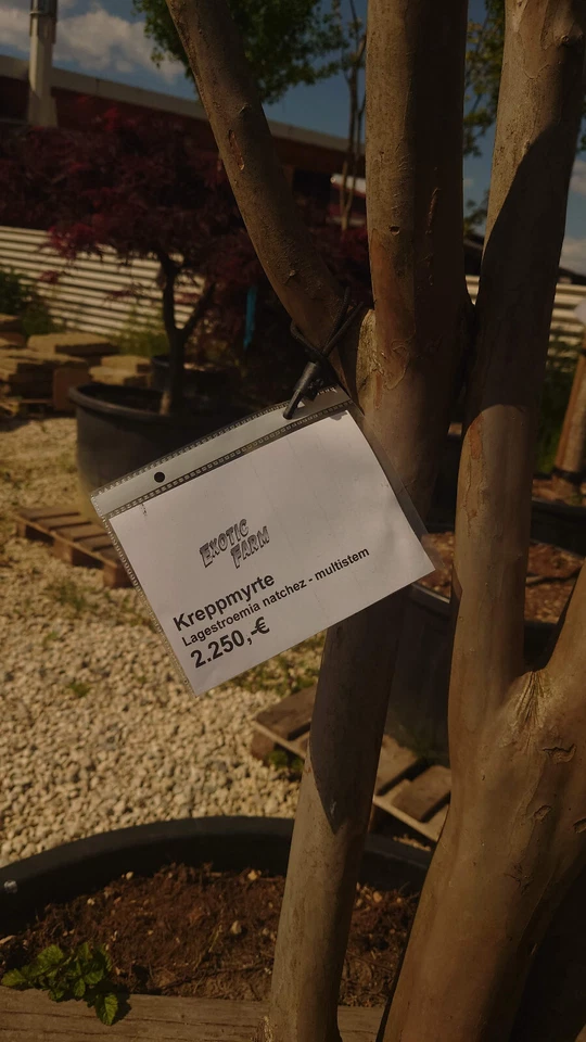 Kreppmyrte (Lagerstroemia natchez) höhe: ca. 350cm - Bild 2 von 4