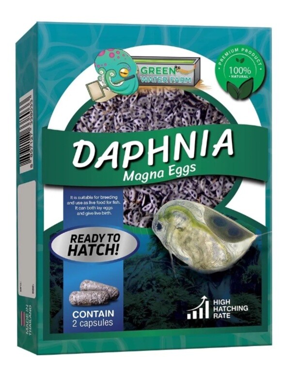 Daphnia Magna Eggs Live Fish Food Planktonic Rich Nutrients