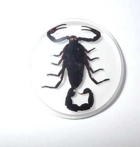 Insect Cabochon Black Scorpion 38.5 mm Round inner 35 mm on White 2 pieces Lot - Picture 2 of 17