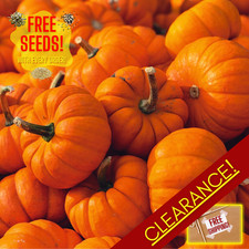 Fresh Jack Be Little Mini Pumpkin Seeds | Heirloom Non-GMO | Vegetable Seeds