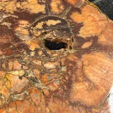 Arizona Rainbow Petrified Wood Slab Polished Fossil Specimen Triassic Agatized