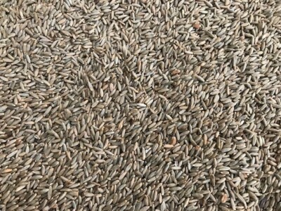 100 kg Roggen Neue Ernte Fischfutter Nager Hühner Regional Körnerfutter Boilies