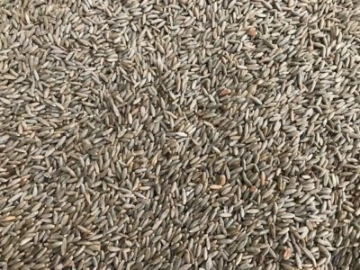 25 kg Roggen Fischfutter Nager Hühner Regional Körnerfutter Boilies Roggenmehl