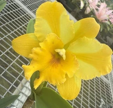 Blc Nell Hammer Orchid plant Blooming 4” FRAGRANT