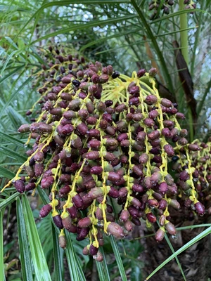 Dwarf Date Palms Plants Gumtree Australia Free Local Classifieds