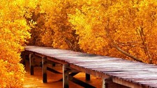Landscape nature pier water wooden surface trees yellow Custom Gaming Mat Desk