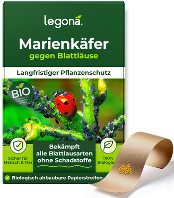 Legona Marienkäferlarven gegen Blattläuse 100 Eier für 10 m² 7-Punkt-Marienkäfer