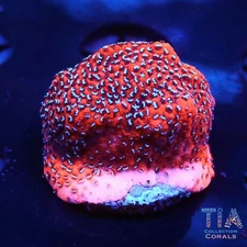 Superman Montipora Frag - NOT WYSIWG | Live SPS Coral | Aquacultured