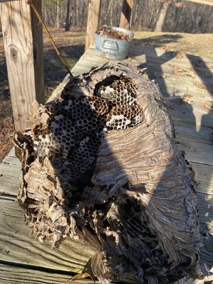 bald face hornets nest 12 inches tall and 18 inches long with limb attached 