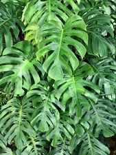 5 Organic SPLIT LEAF PHILODENDRON Monstera Deliciosa Swiss Cheese Plant Vine See