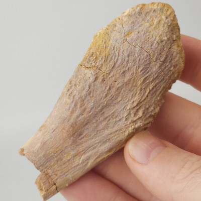 Fossil Bone - Unidentified - Kem Kem Beds - Morocco 