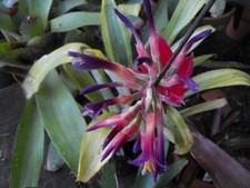 Bromeliad Billbergia Pyramidalis Striata