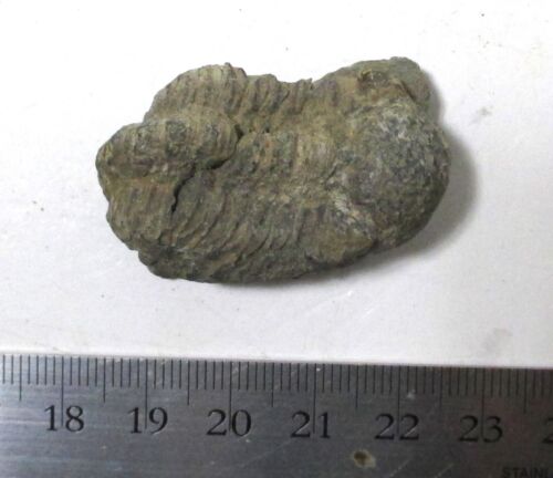 Geesops sparsinodosus - Jemelle fm, Vireux-Molhain, Frankreich - Trilobit Fossil - Bild 3 von 9