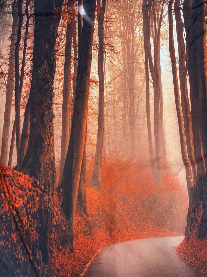 Fall Autumn Trees Background Backdrop Forest Leaves Photography Prop 70”x70” - Image 2 of 4