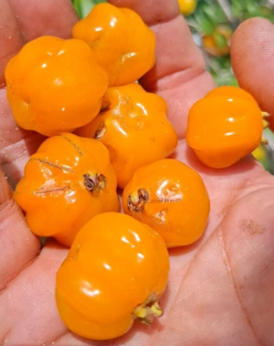 Eugenia sp Palombeta