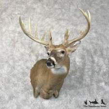 #28423 WC | Whitetail Deer Taxidermy Shoulder Mount For Sale