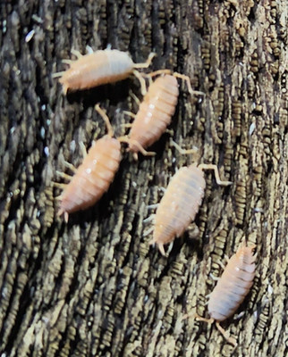 Porcellionides Pruinosus Isopods - Live Bioactive Clean Up Crew - Powder Orange