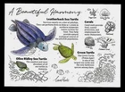 [KKK] Malaysia Postcard - Species of Turtles & Corals