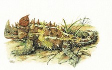 Pustynne Ufel Zwierzęta pełzające Agame - Obraz z nadrukiem artystycznym - 25,5 x 17,5 cm