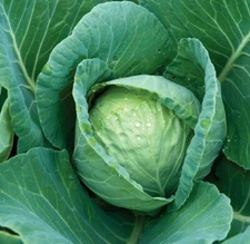 CABBAGE SEEDS 300+ ALL SEASONS CABBAGE culinary VEGETABLE culinary FREE SHIPPING